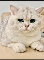 Britse korthaar Dekkater, Dieren en Toebehoren, Katten en Kittens | Dekkaters, 0 tot 2 jaar