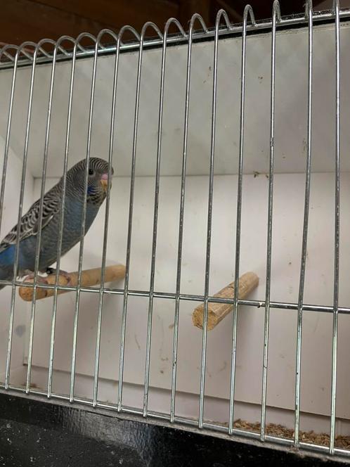 Blackface split blackwing grasparkieten, Dieren en Toebehoren, Vogels | Parkieten en Papegaaien, Parkiet, Meerdere dieren, Geringd