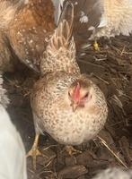 Serama, Dieren en Toebehoren