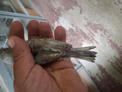 Mooie grijsvleugels te koop, Dieren en Toebehoren, Vogels | Kanaries, Kleurkanarie, Meerdere dieren