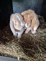 dwergkonijntjes koppeltje broer en zus, Dieren en Toebehoren, Konijnen, Meerdere dieren, Dwerg, Hangoor, 0 tot 2 jaar