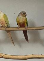Mâle Pyrrhura - OpalineCinnamon/Turquoise, Mâle, Perruche, Bagué
