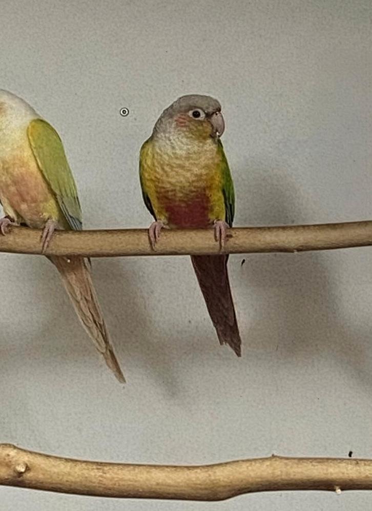 Mâle Pyrrhura - OpalineCinnamon/Turquoise, Animaux & Accessoires, Oiseaux | Perruches & Perroquets, Perruche, Mâle, Bagué