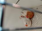 Oranje borst zebravinken, Dieren en Toebehoren, Vogels | Overige Vogels