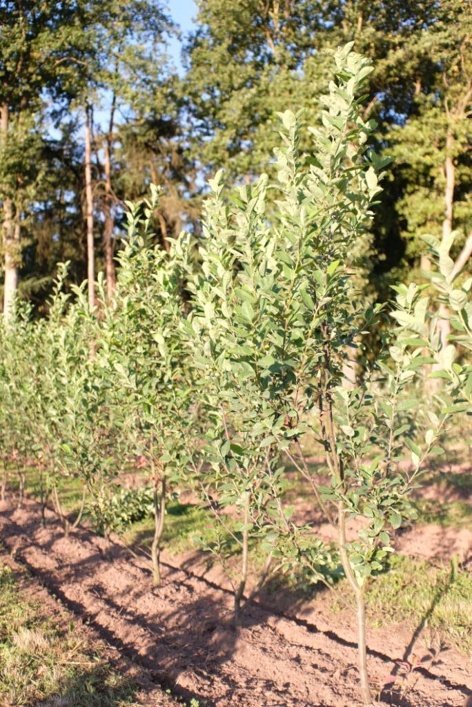 Amelanchier canadensis Rainbow Pillar meerstammig, Tuin en Terras, Planten | Bomen, Zuilboom, 100 tot 250 cm, Halfschaduw, Lente