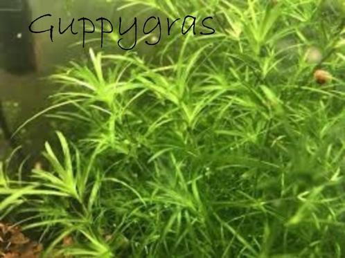 Guppygras - Najas guadeloupensis, Animaux & Accessoires, Poissons | Aquariums & Accessoires, Comme neuf, Plante(s), Pierre ou Bois