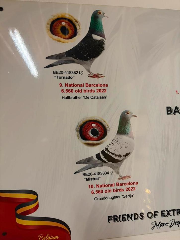 TOPAANBOD – UNIEKE BARCELONA BLOEDLIJN, Animaux & Accessoires, Oiseaux | Oiseaux Autre