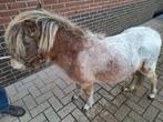 mini paardje, Dieren en Toebehoren, Pony's, Merrie, Gechipt