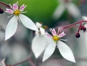 Saxifraga Stonifolia beschikbaar voor biedingen
