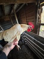 Gratis haantjes kriel, Dieren en Toebehoren, Pluimvee, Mannelijk, Kip