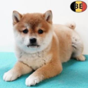 Speelse Shiba Inu pups te koop beschikbaar voor biedingen