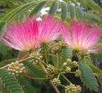 Albizia Julibrissin ´Slaapboom´ LAATSTE STUKS., Tuin en Terras, Planten | Bomen, Dakboom, Minder dan 100 cm, Zomer, Ophalen