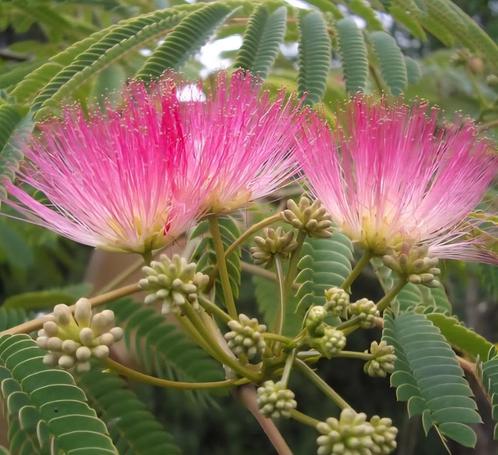 Albizia Julibrissin ´Slaapboom´ LAATSTE STUKS., Tuin en Terras, Planten | Bomen, Dakboom, Minder dan 100 cm, Volle zon, Zomer