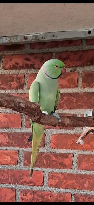 Poppen gezocht halsbandparkiet, Dieren en Toebehoren, Vogels | Parkieten en Papegaaien