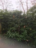 Eik, Tuin en Terras, Ophalen