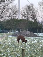 alpaca merrie, Dieren en Toebehoren, Overige Dieren, Vrouwelijk