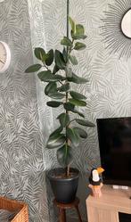 Ficus Elastica Robusta 160cm, Huis en Inrichting, Kamerplanten, Ophalen, Ficus