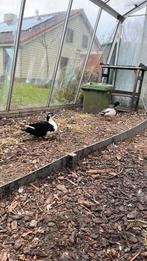 Kwaker koppel, Dieren en Toebehoren