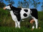 Beeld Koe - 105 cm - Polystone, Ophalen of Verzenden