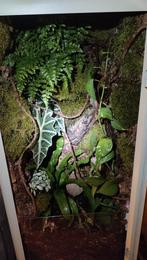 Terrarrium achtergronden, Dieren en Toebehoren, Ophalen, Nieuw, Terrarium of Paludarium