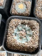 Lophophora williamsii, Ophalen of Verzenden