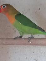2 dwergpapegaaitjes agapornis, Dieren en Toebehoren, Dwergpapegaai of Agapornis, Geringd