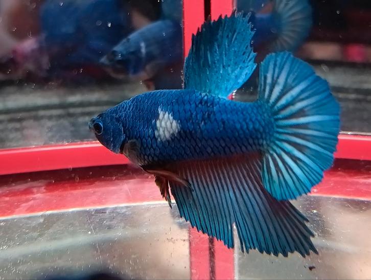 Plakamt marble betta man, Dieren en Toebehoren, Vissen | Aquariumvissen, Vis