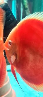 Discus albino red cover white rim, Vis, Zoetwatervis, Schoolvis