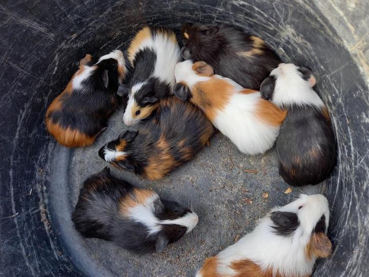 jonge kleurrijke caviabeertjes, Dieren en Toebehoren, Knaagdieren, Mannelijk, Cavia, Augustus