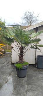 Palmboom Trachycarpus Wagnerianus, Tuin en Terras, Planten | Bomen, Ophalen, Palmboom