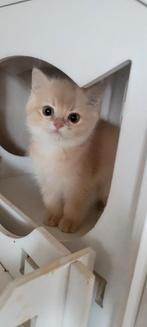 Kittens british golden met stamboom, Dieren en Toebehoren, Kater, Gechipt, 0 tot 2 jaar