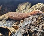 Varanus pilbarensis femelle, Animaux & Accessoires, Lézard, 3 à 6 ans