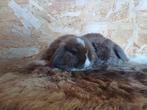 Minilop twee broertjes, Dieren en Toebehoren, Konijnen