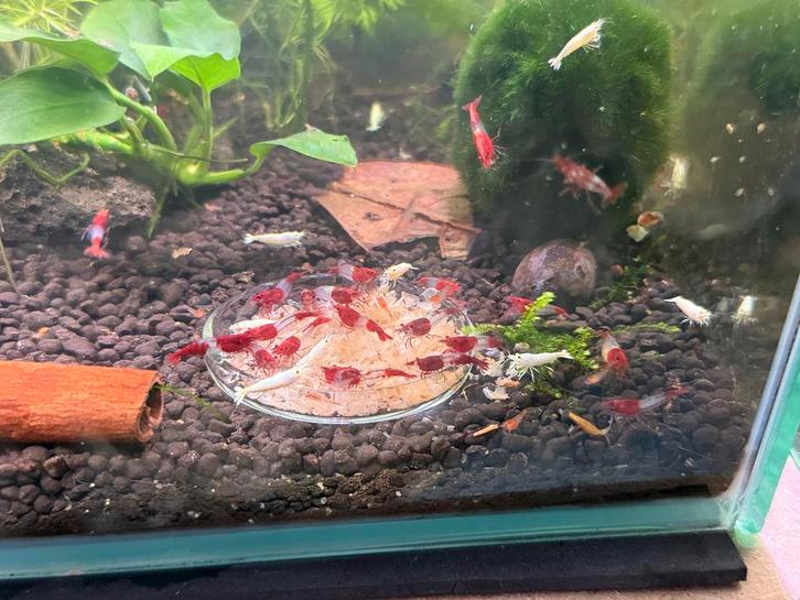 Crevette rili rouge/Red, Dieren en Toebehoren, Vissen | Aquaria en Toebehoren, Ophalen of Verzenden