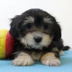Havanezer - Belgische pups te koop, België, 15 weken tot 1 jaar, CDV (hondenziekte), Meerdere