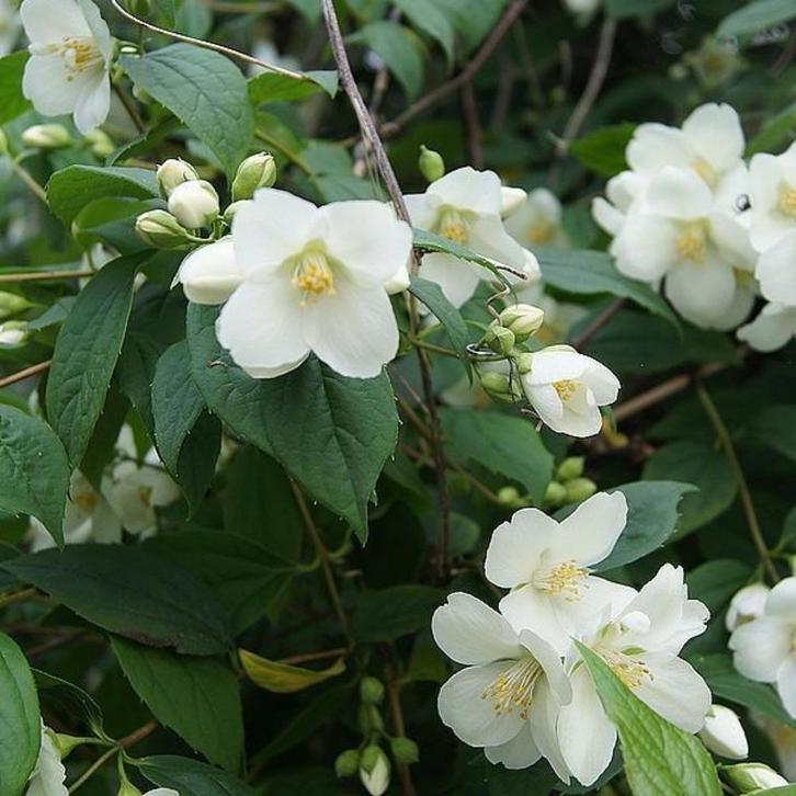 Jasmijnplanten, Tuin en Terras, Planten | Tuinplanten, Vaste plant, Overige soorten, Halfschaduw, Zomer, Ophalen
