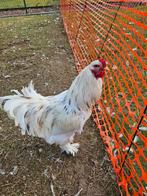 3 COQS BRAHMA GRATUITS, Animaux & Accessoires, Mâle, Poule ou poulet