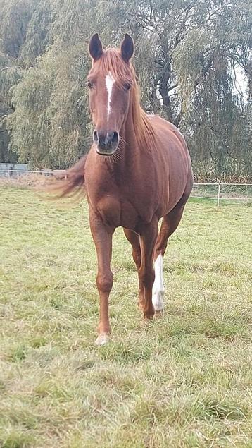 Prachtige 10-jarige arabier te koop beschikbaar voor biedingen