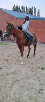 Project paardje, Dieren en Toebehoren, Paarden, Ruin, Minder dan 160 cm, Recreatiepaard, 11 jaar of ouder