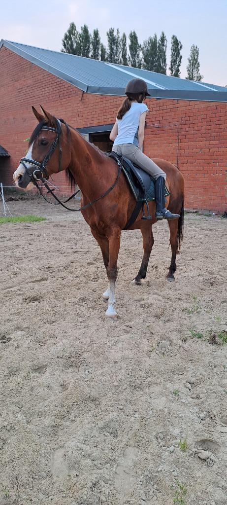Project paardje, Dieren en Toebehoren, Paarden, Ruin, Minder dan 160 cm, 11 jaar of ouder, Recreatiepaard