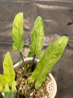 Alocasia Lauterbachiana variegata, Autres espèces, En pot, Enlèvement ou Envoi, Moins de 100 cm