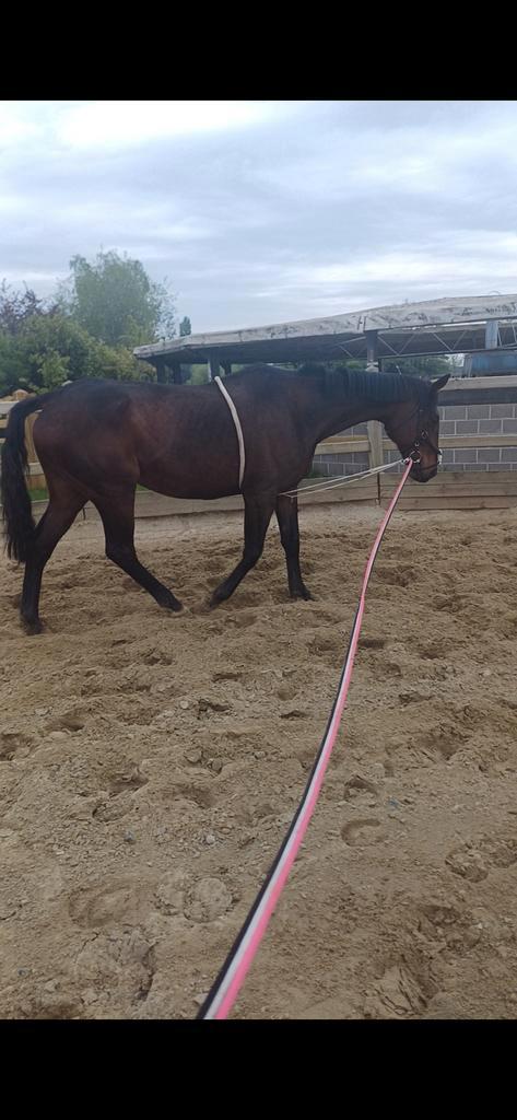Lief weidemaatje te koop, Dieren en Toebehoren, Paarden, Ruin, Niet van toepassing, 160 tot 165 cm, 11 jaar of ouder, Recreatiepaard