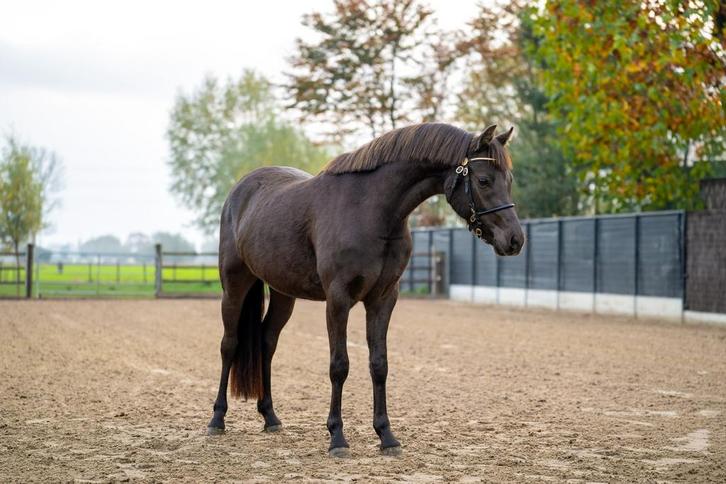 Mooie c-pony met stamboek, Dieren en Toebehoren, Pony's, Merrie, Onbeleerd, C pony (1.27m tot 1.37m), Dressuurpony, 3 tot 6 jaar