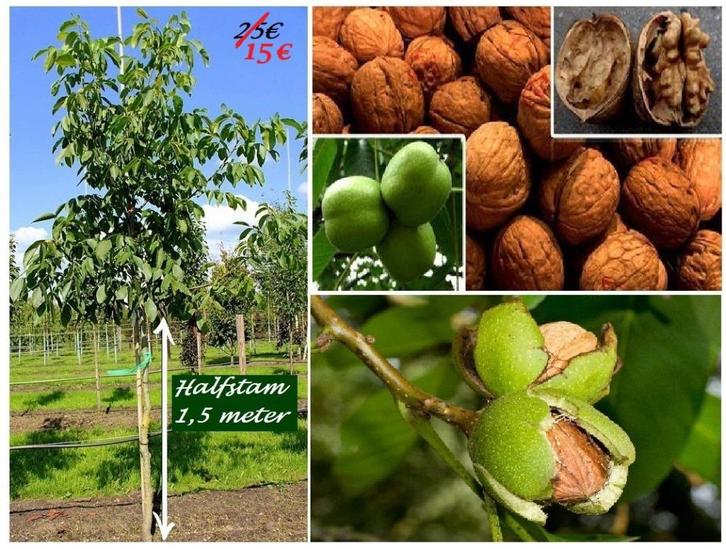 OKKERNOTELAARS (VUISTNOTEN) ACTIE !!! HALFSTAM 15€/STUK !!!, Tuin en Terras, Planten | Tuinplanten, Vaste plant, Fruitplanten