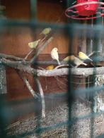 Kanaries 2025, Dieren en Toebehoren