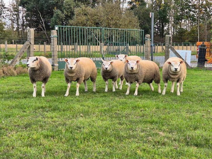 Schapen te koop texel, Dieren en Toebehoren, Schapen, Geiten en Varkens, Schaap, Meerdere dieren, 0 tot 2 jaar