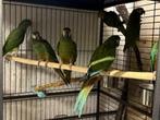 Ara Maracana, Dieren en Toebehoren