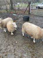 Schapen, Dieren en Toebehoren, Schapen, Geiten en Varkens, Vrouwelijk, Schaap, 0 tot 2 jaar