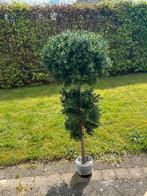 Valse buxus - Precies echt, Tuin en Terras, Planten | Bomen, Ophalen of Verzenden