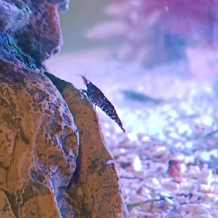 Neocaridina tijgerpatroon, Dieren en Toebehoren, Vissen | Aquaria en Toebehoren, Nieuw, Ophalen